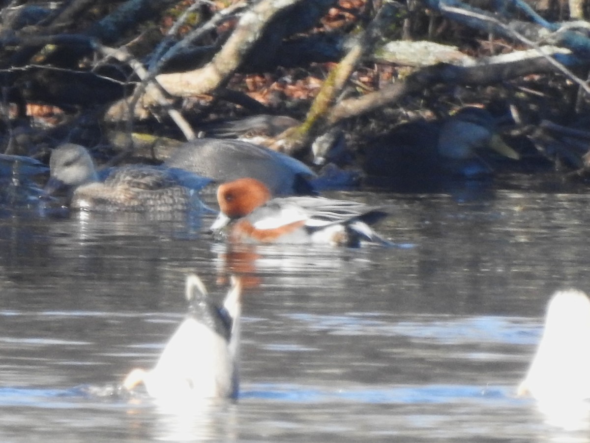 Eurasian Wigeon - ML646814914