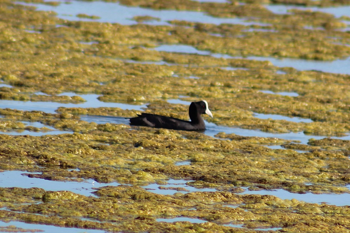 Hawaiian Coot - ML646814917