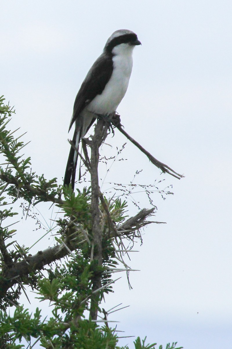 Graumantelwürger - ML646814918