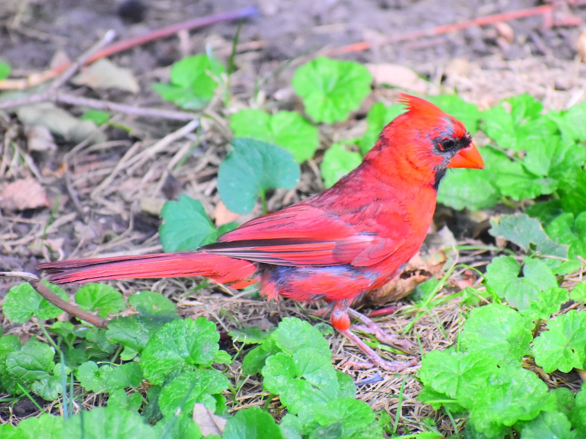Northern Cardinal (Common) - ML646814922