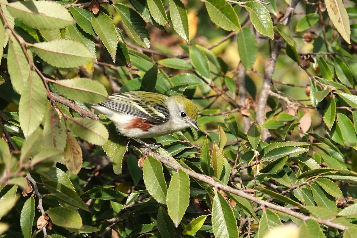 lesňáček rezavoboký - ML646814925