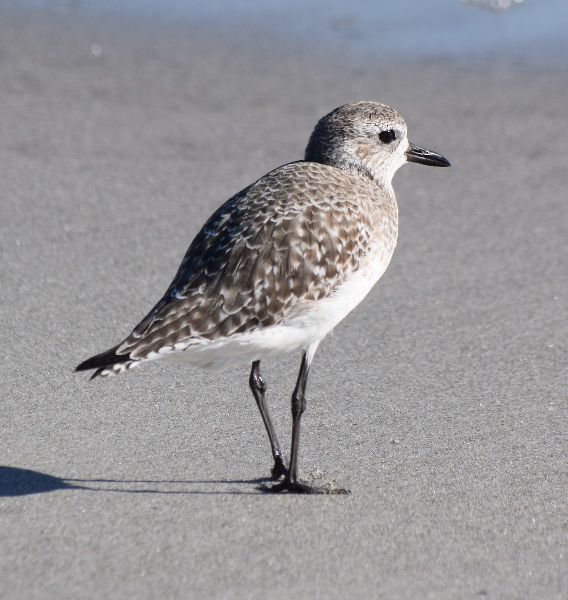 Сивка морська - ML646814926