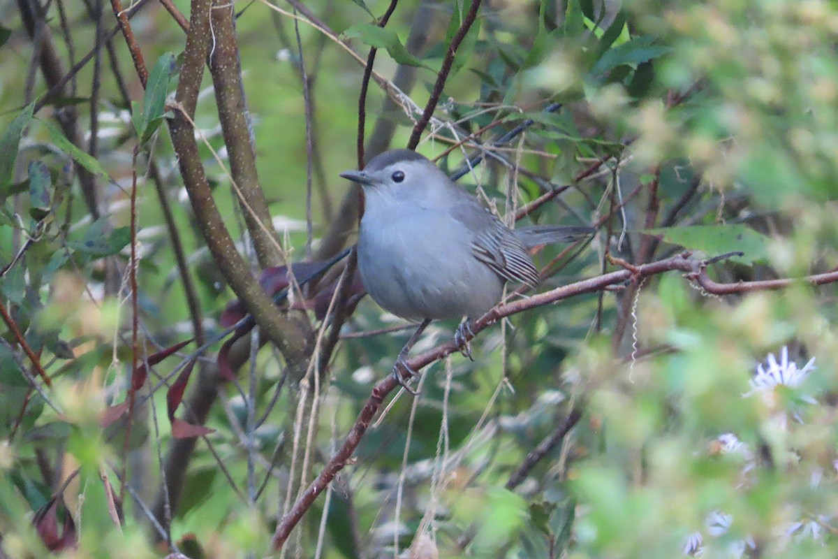 Gri Kedikuşu - ML646814927