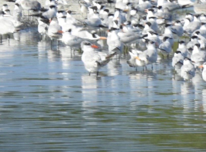 Caspian Tern - ML646814929