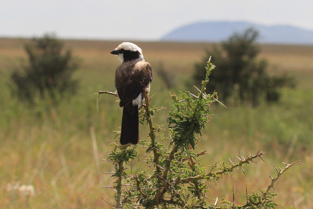 Rüppellwürger - ML646814931