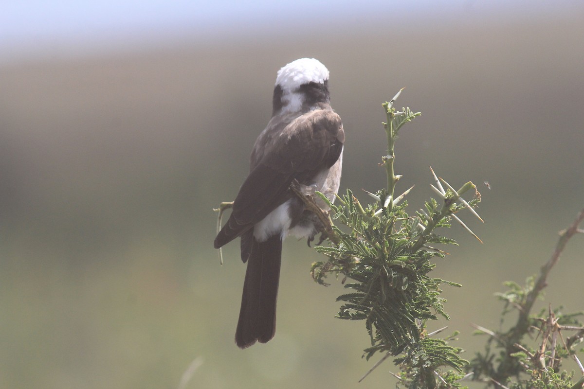 Rüppellwürger - ML646814932