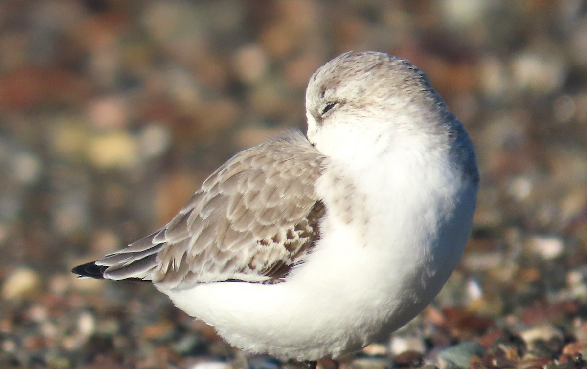 ミユビシギ - ML646814937