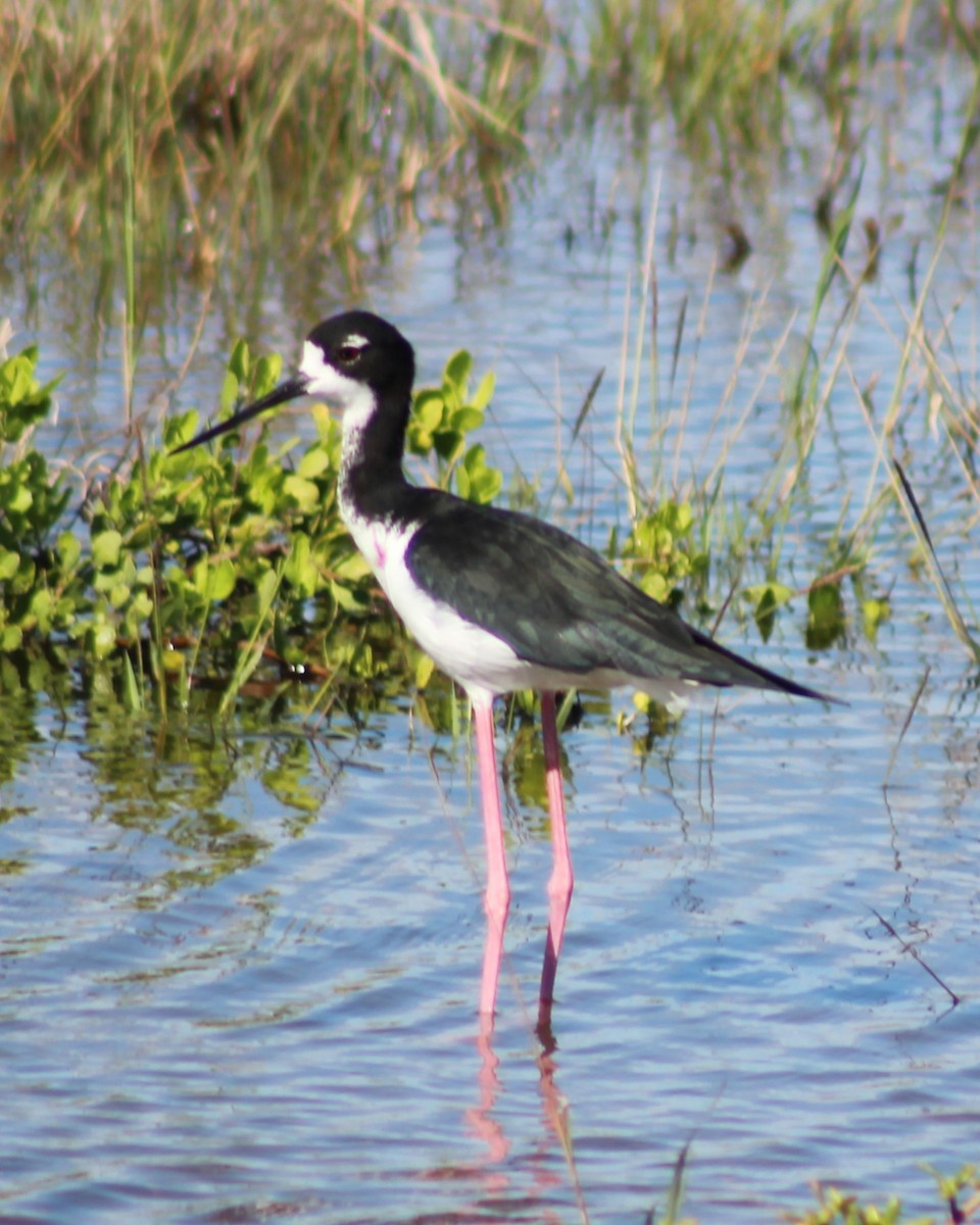Black-necked Stilt (Hawaiian) - ML646814944
