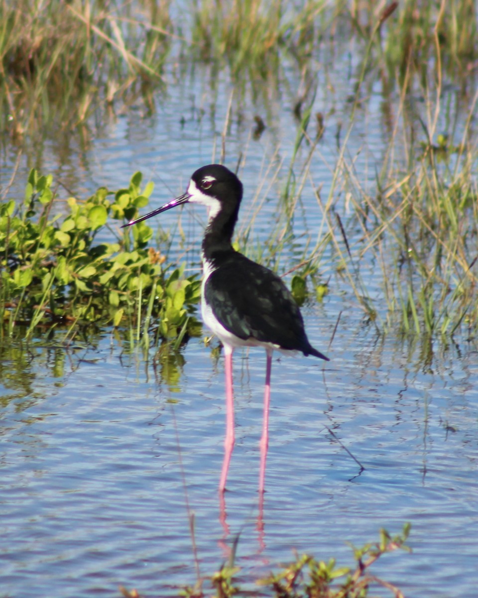 Black-necked Stilt (Hawaiian) - ML646814945
