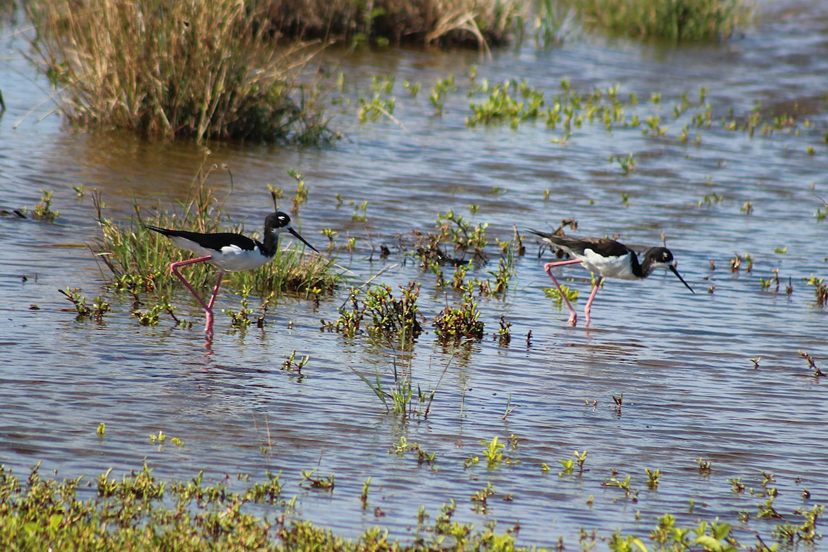 Black-necked Stilt (Hawaiian) - ML646814946