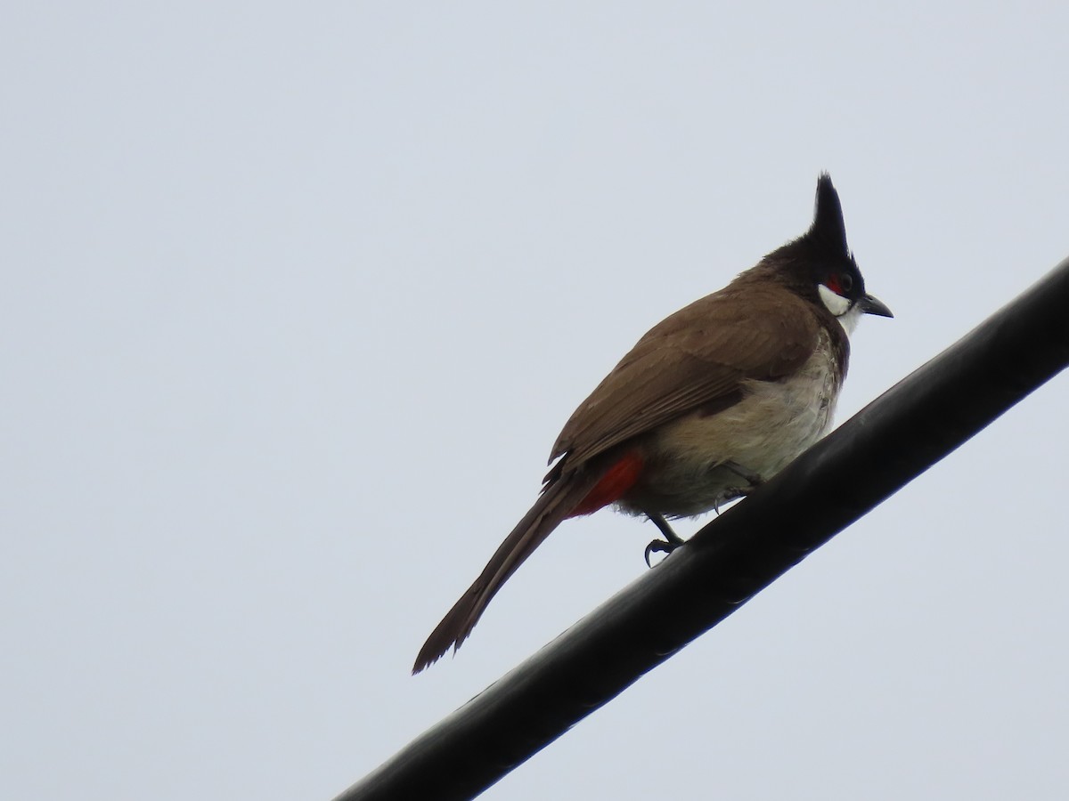 紅耳鵯 - ML646814947