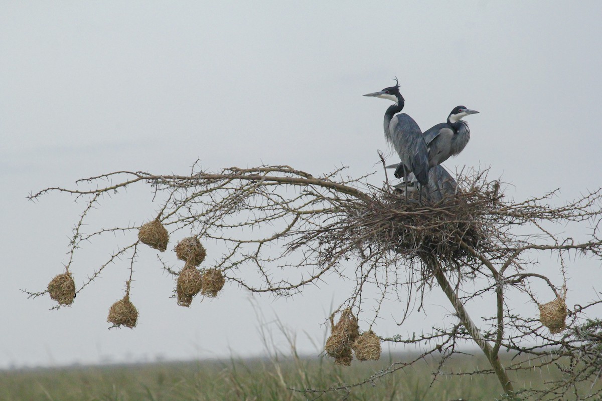 Schwarzhalsreiher - ML646814948