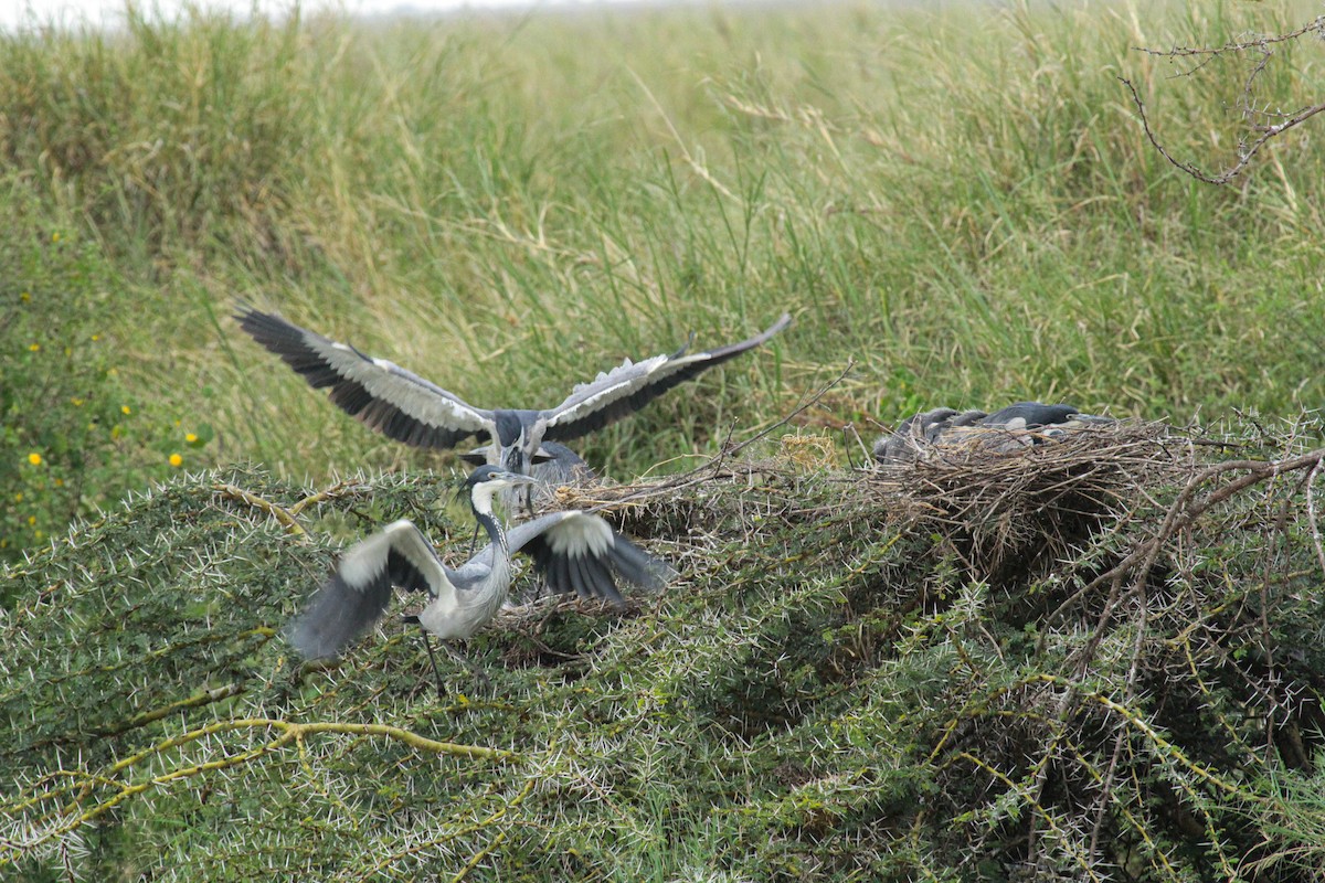 Schwarzhalsreiher - ML646814949