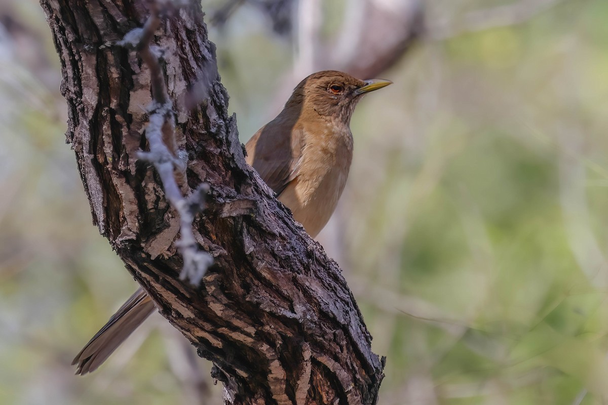 Merle fauve - ML646814951