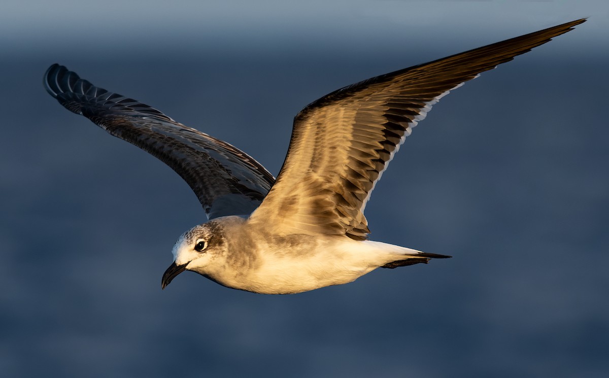 ワライカモメ - ML646814954