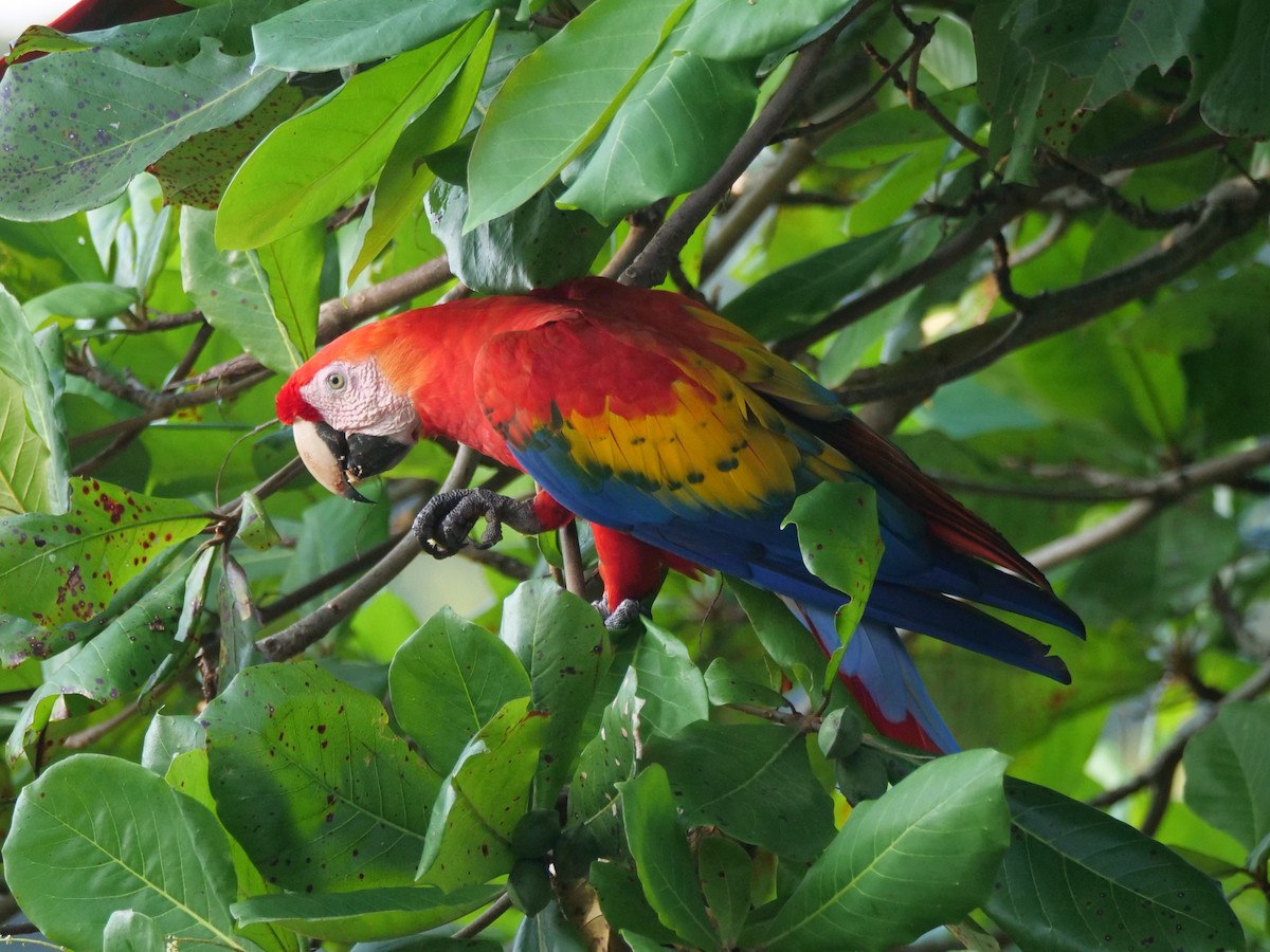 Scarlet Macaw - ML646814957