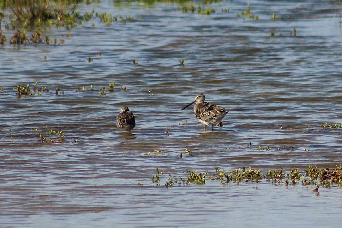 Long-billed Dowitcher - ML646814960