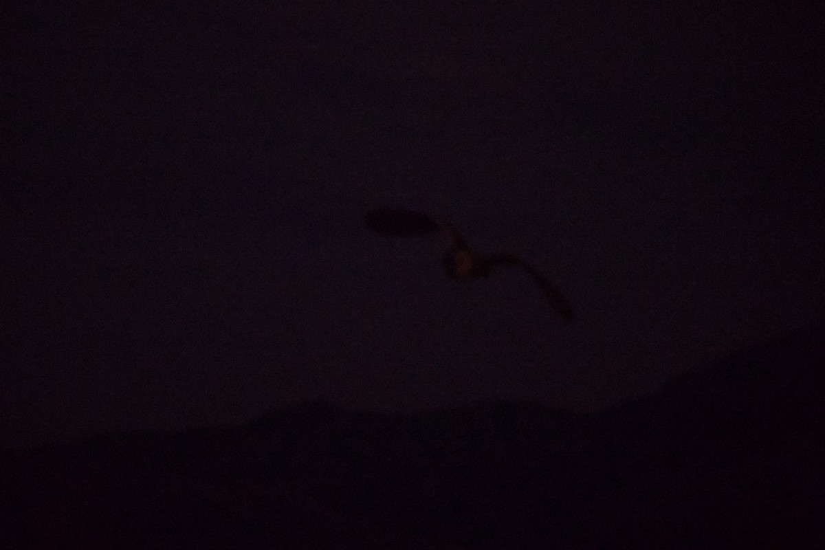 コミミズク - ML646814961