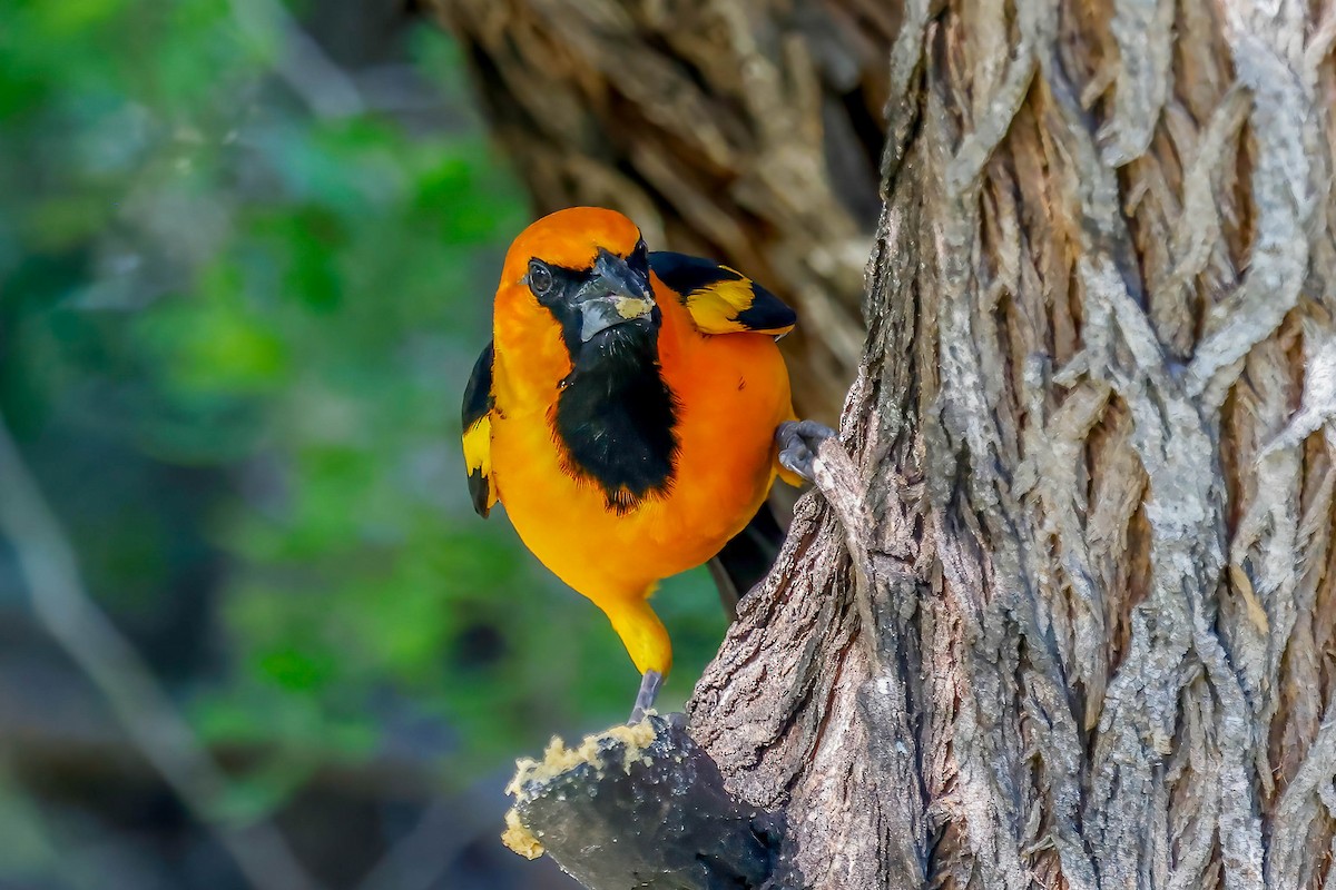 Altamira Oriole - ML646814963