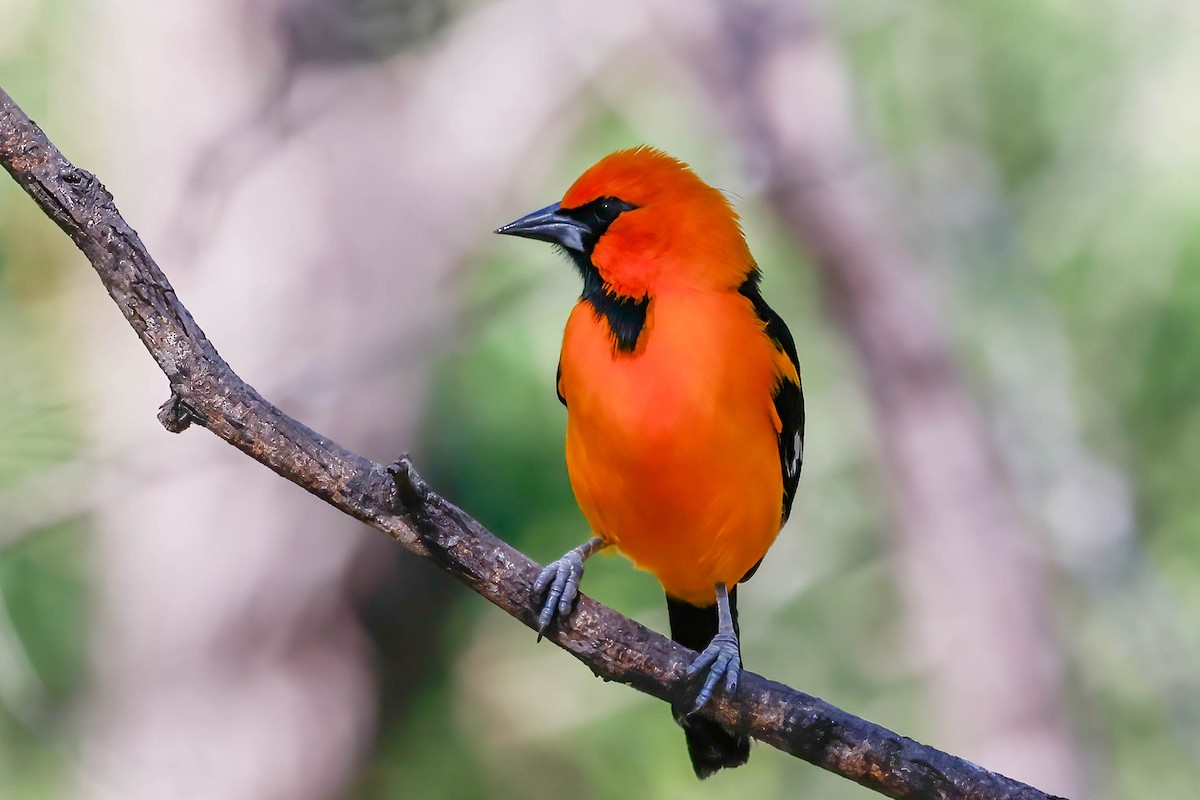 Altamira Oriole - ML646814965