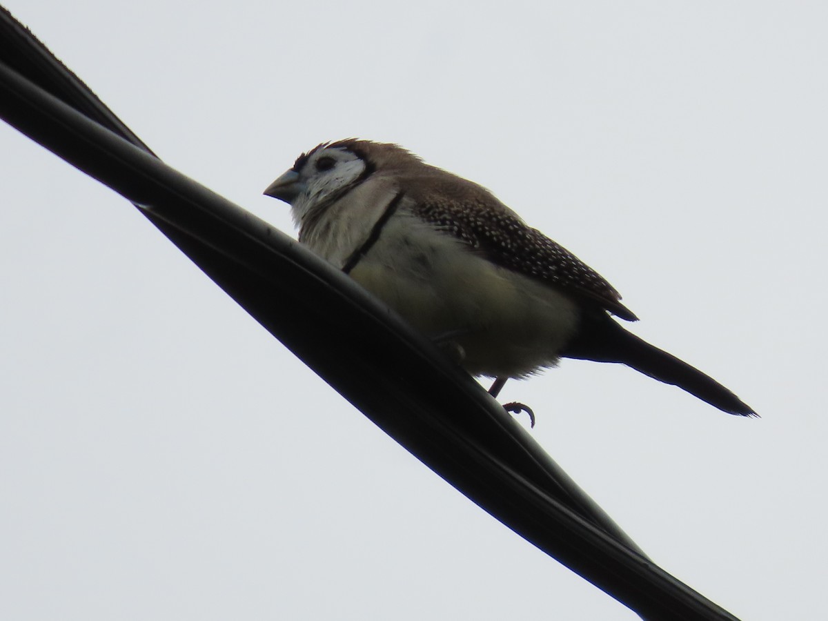 Double-barred Finch - ML646814968
