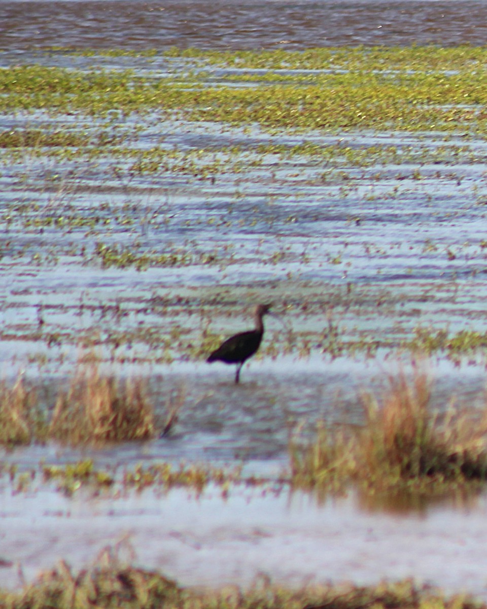 White-faced Ibis - ML646814971