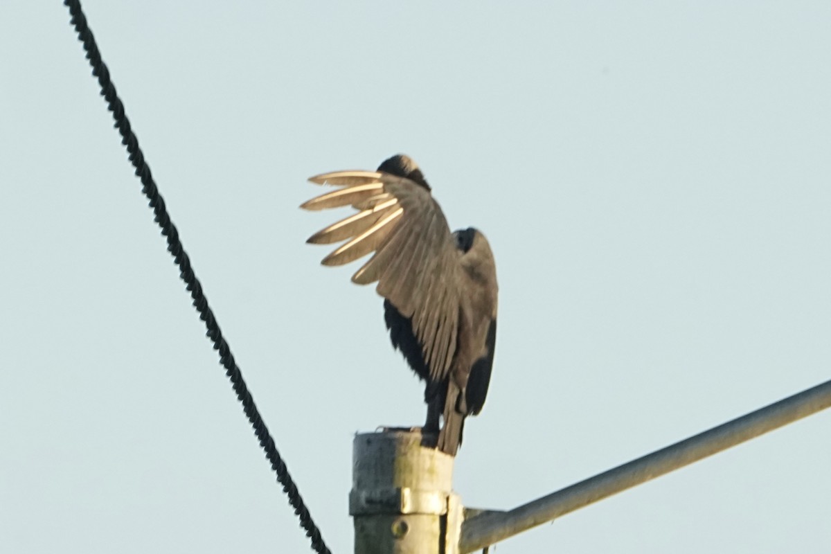 Zopilote beltza - ML646814972