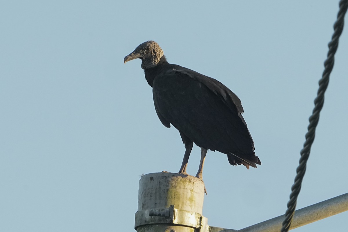 Zopilote beltza - ML646814973