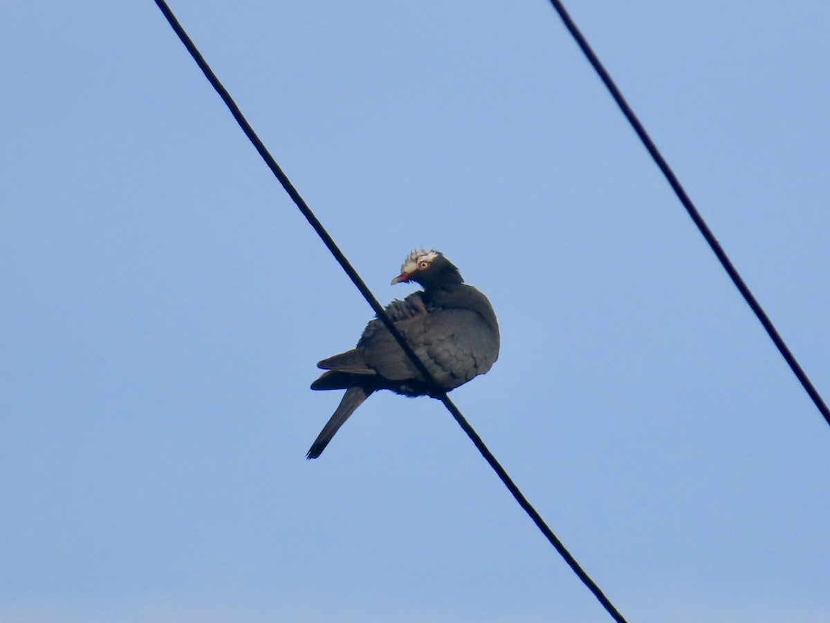 White-crowned Pigeon - ML646814974