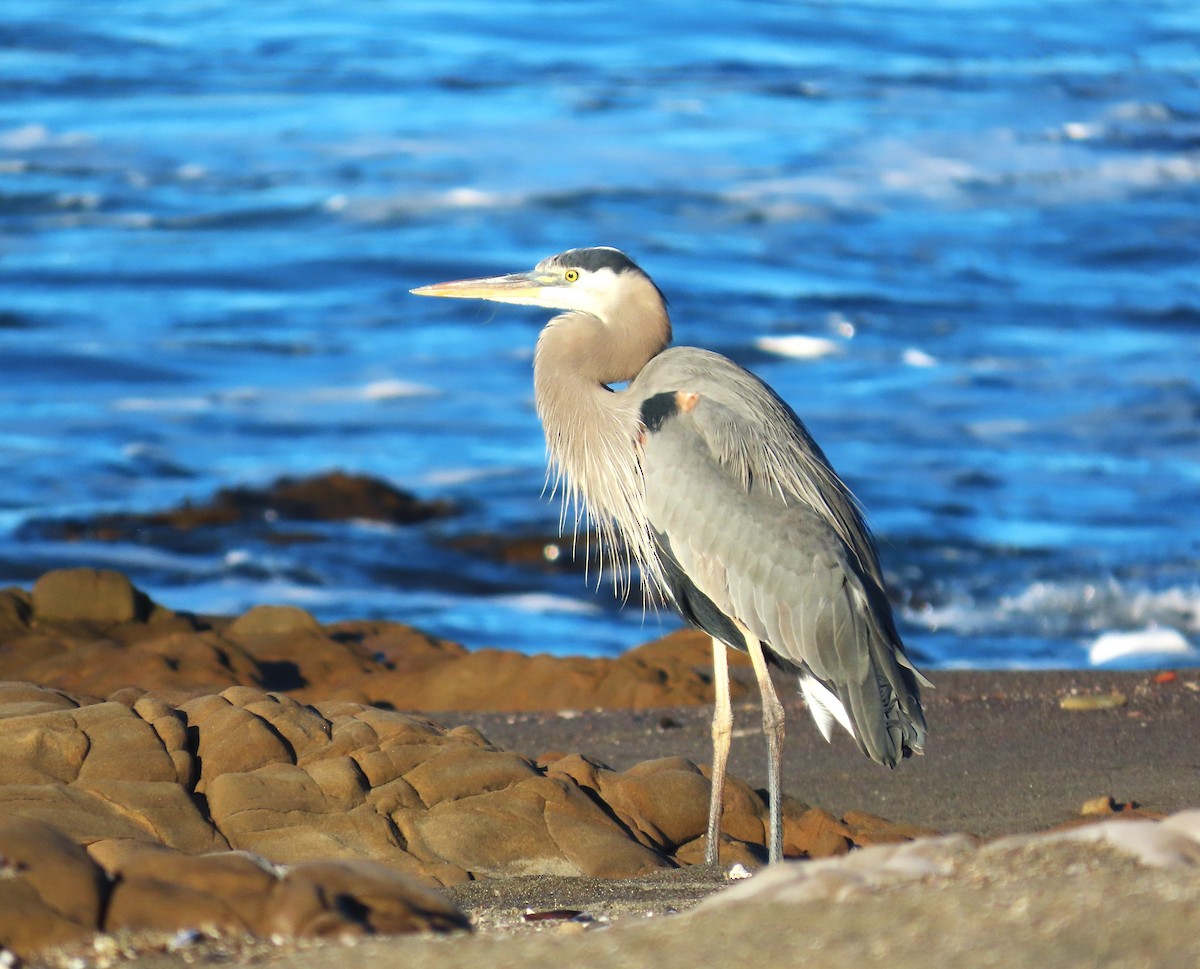 オオアオサギ - ML646814975