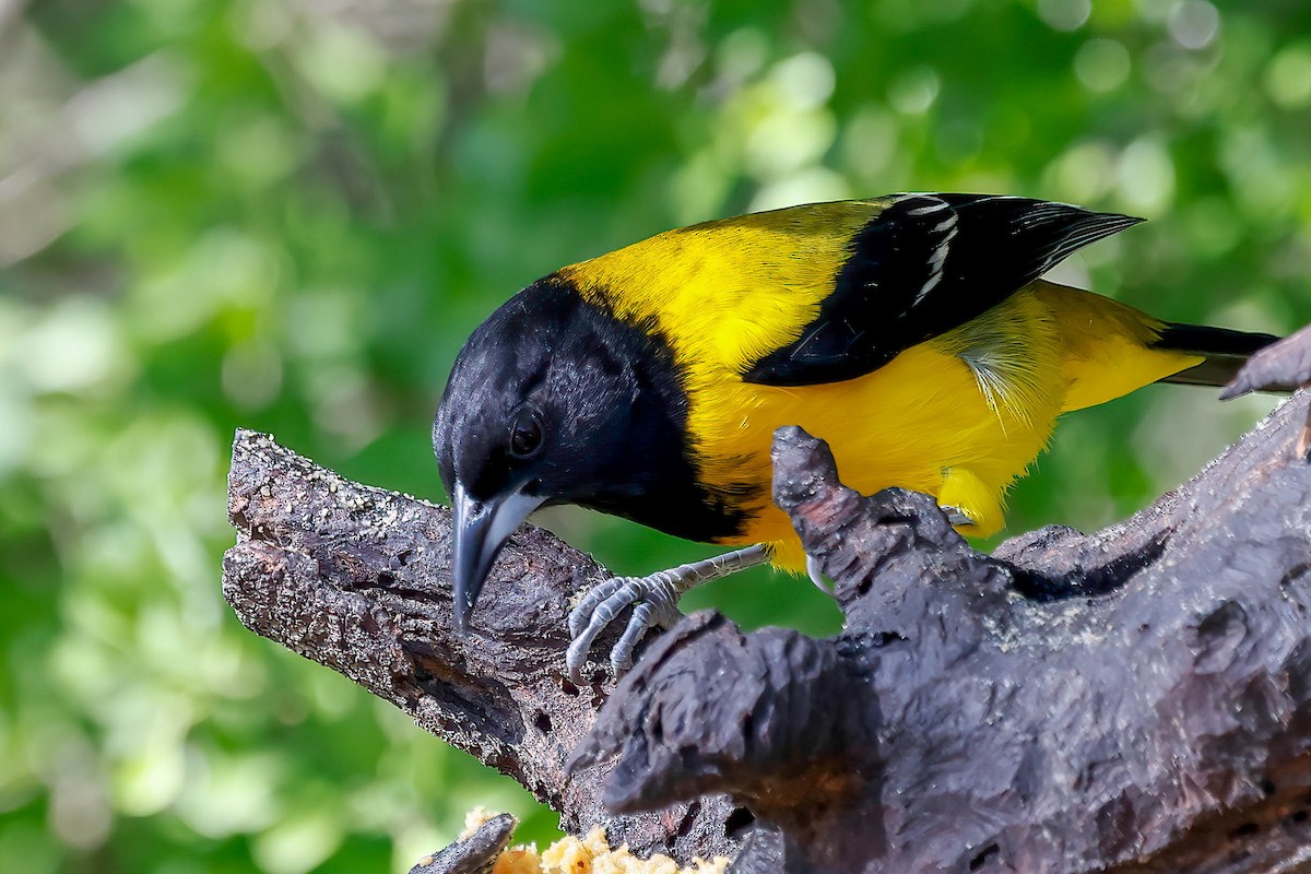 Audubon's Oriole - ML646814977