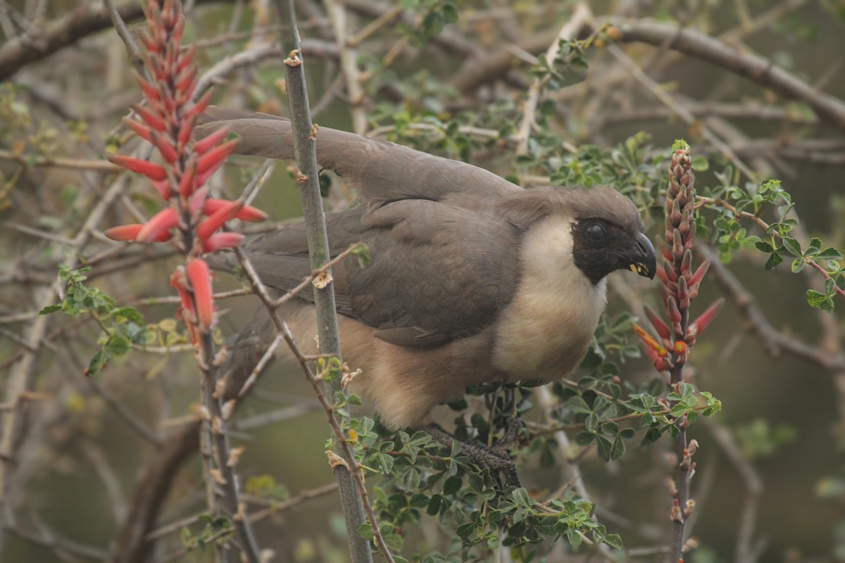 Nacktgesicht-Lärmvogel - ML646814978