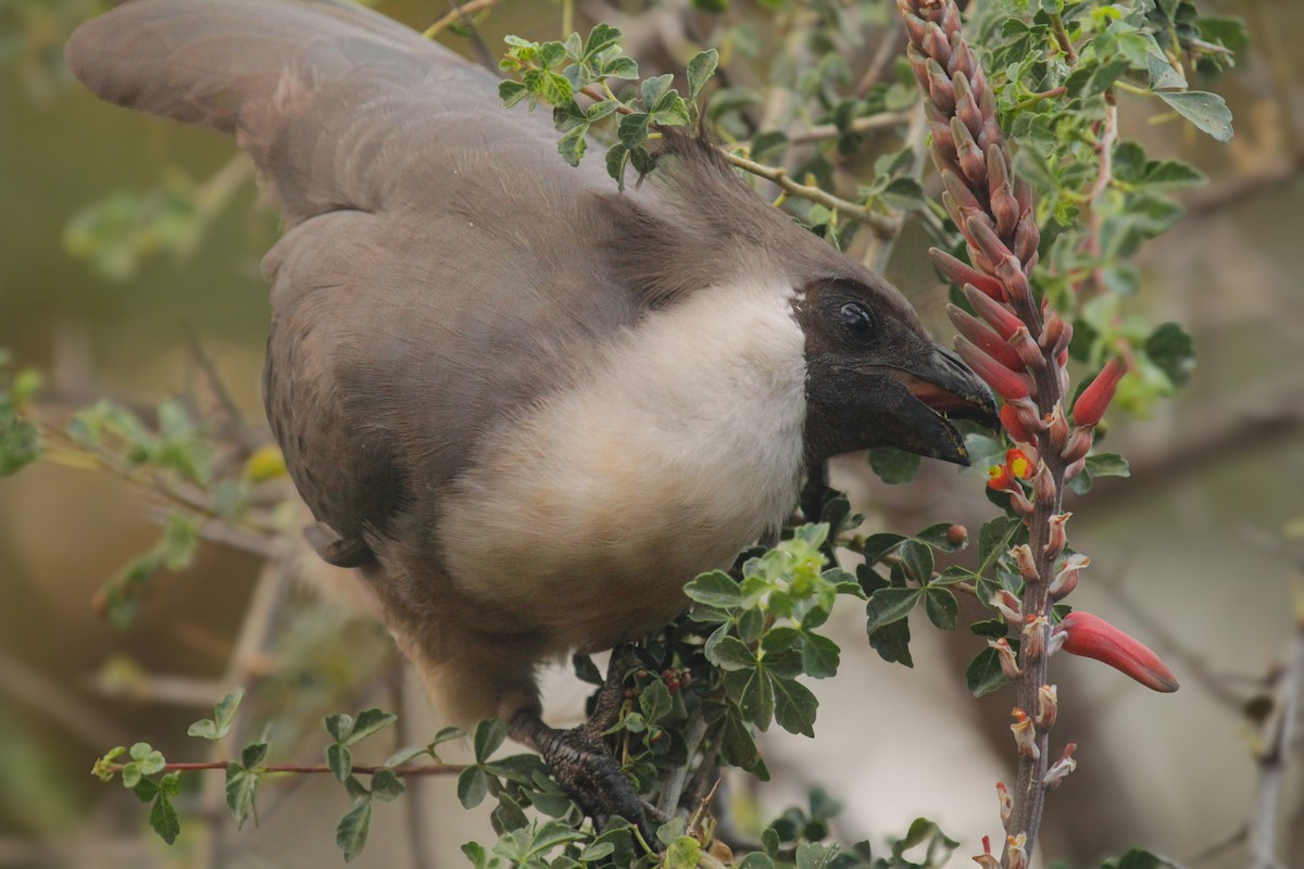 Nacktgesicht-Lärmvogel - ML646814979