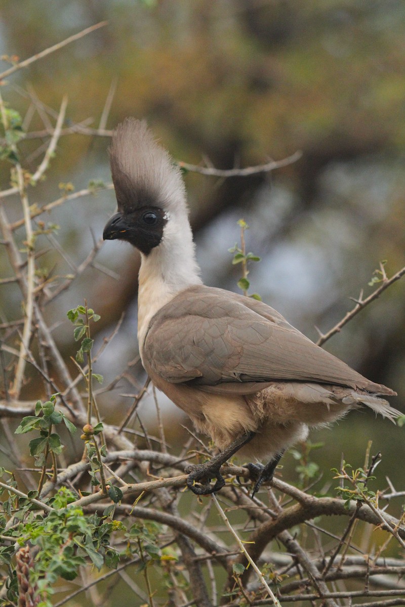 Nacktgesicht-Lärmvogel - ML646814980