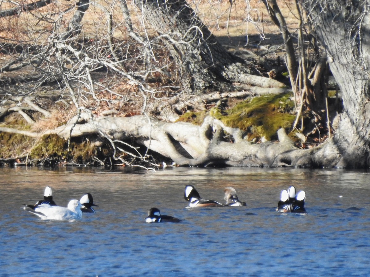 Hooded Merganser - ML646814982