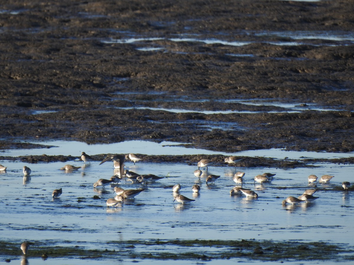 Txirri alaskarra - ML646814986