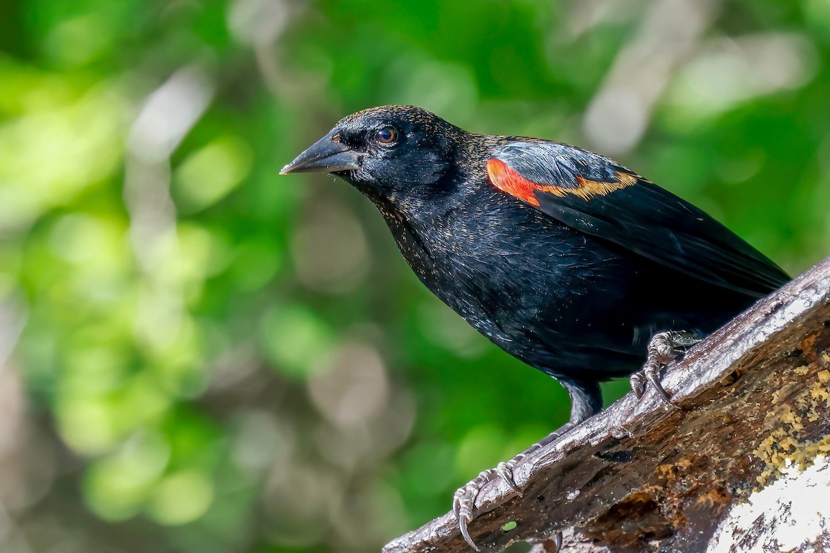 Red-winged Blackbird (Red-winged) - ML646814987