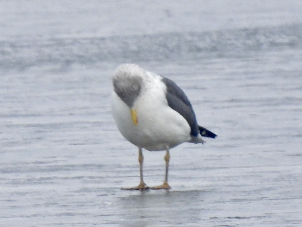 Lesser Black-backed Gull - ML646814989