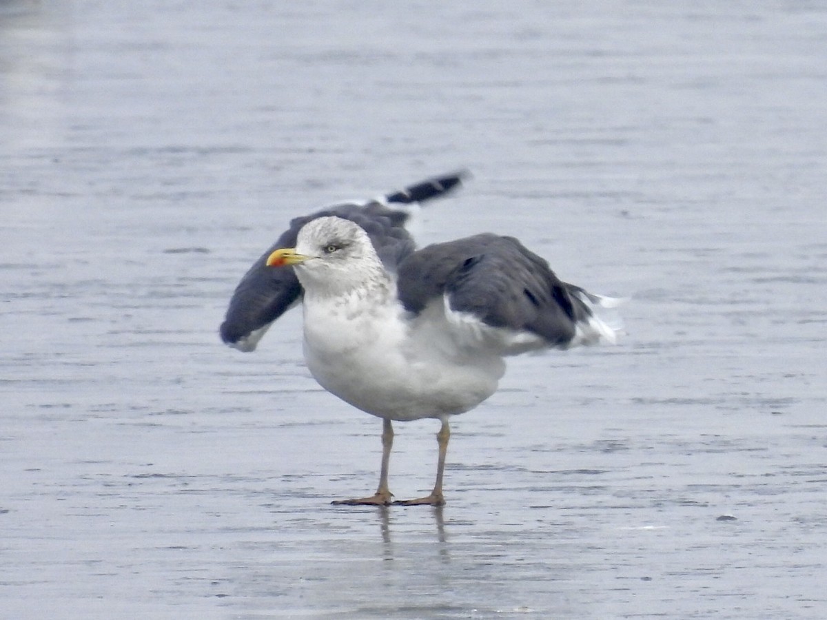 Lesser Black-backed Gull - ML646814990
