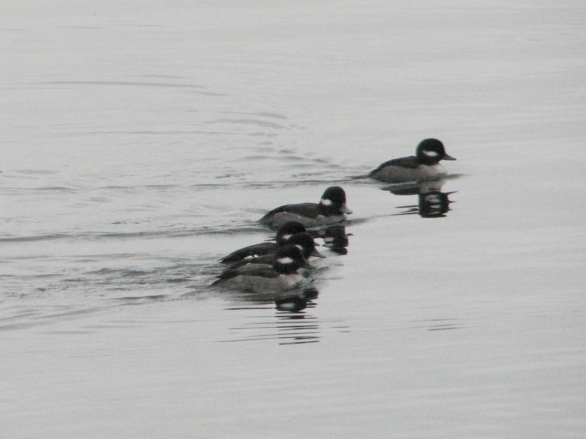 Porrón Albeola - ML646814991