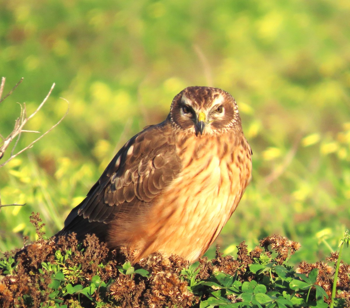 アメリカハイイロチュウヒ - ML646814995