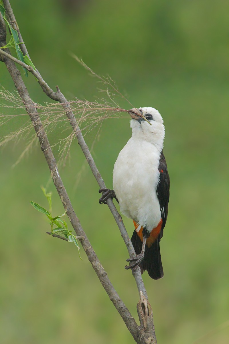 Starweber - ML646814996