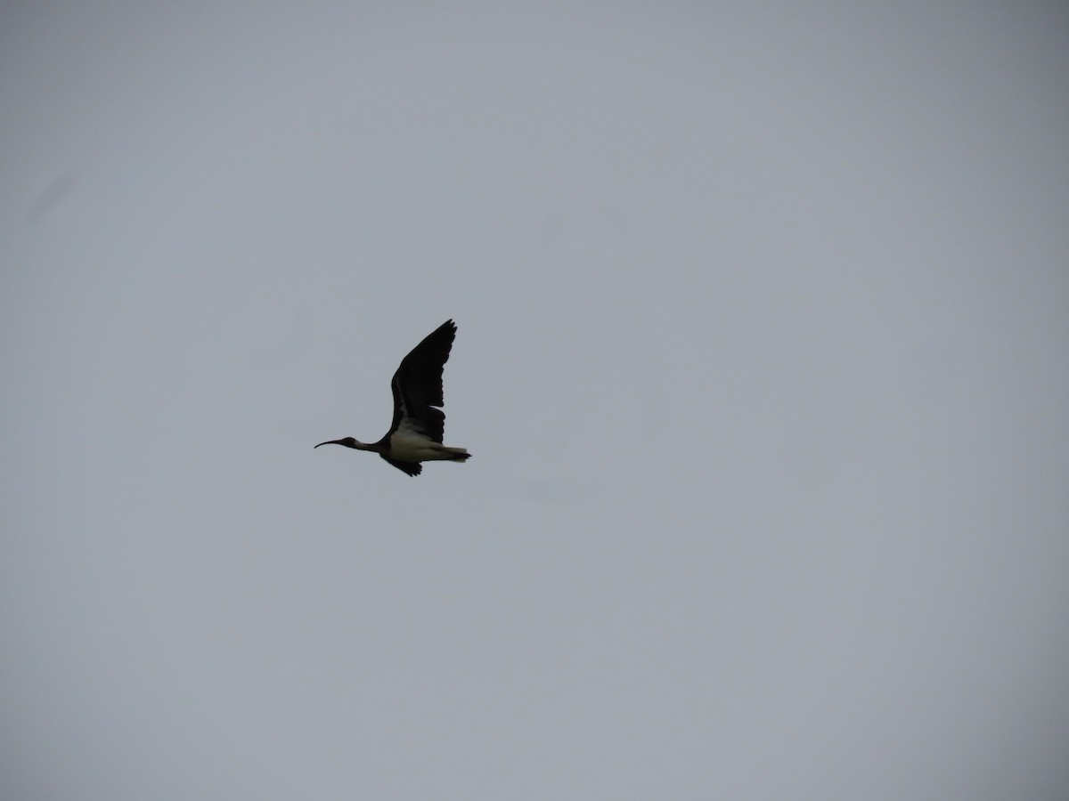 Straw-necked Ibis - ML646814997