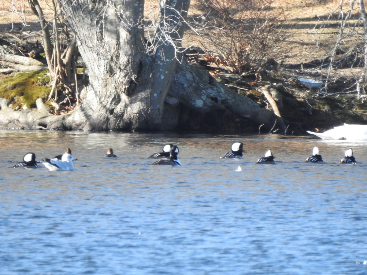 Hooded Merganser - ML646814998