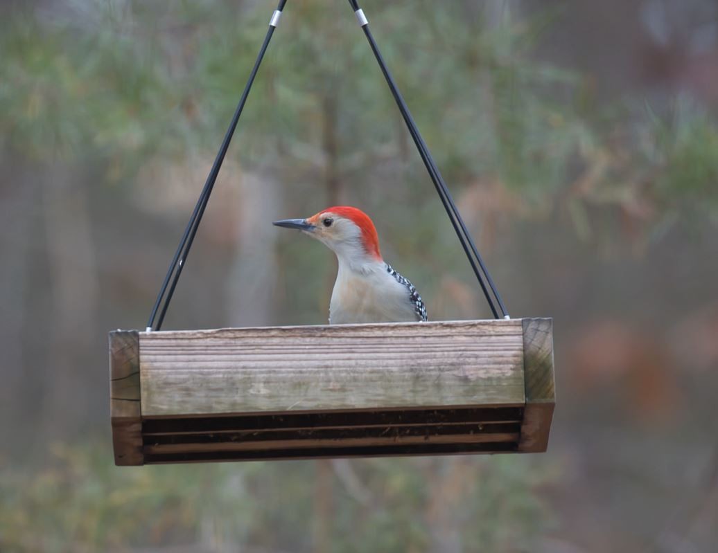 Red-bellied Woodpecker - ML646814999