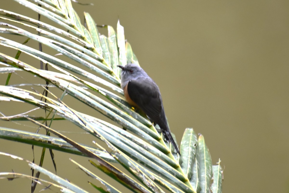 klagegjøk - ML646815000