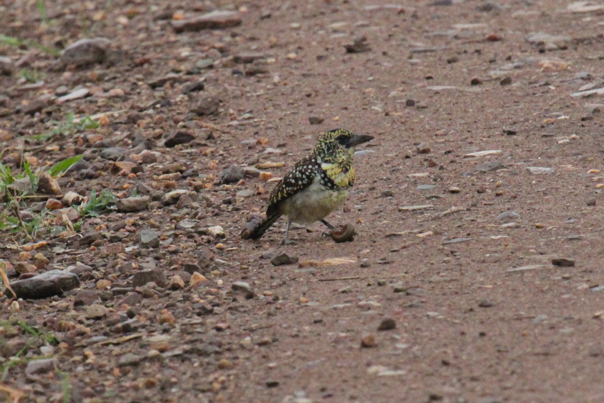 Ohrfleck-Bartvogel - ML646815001