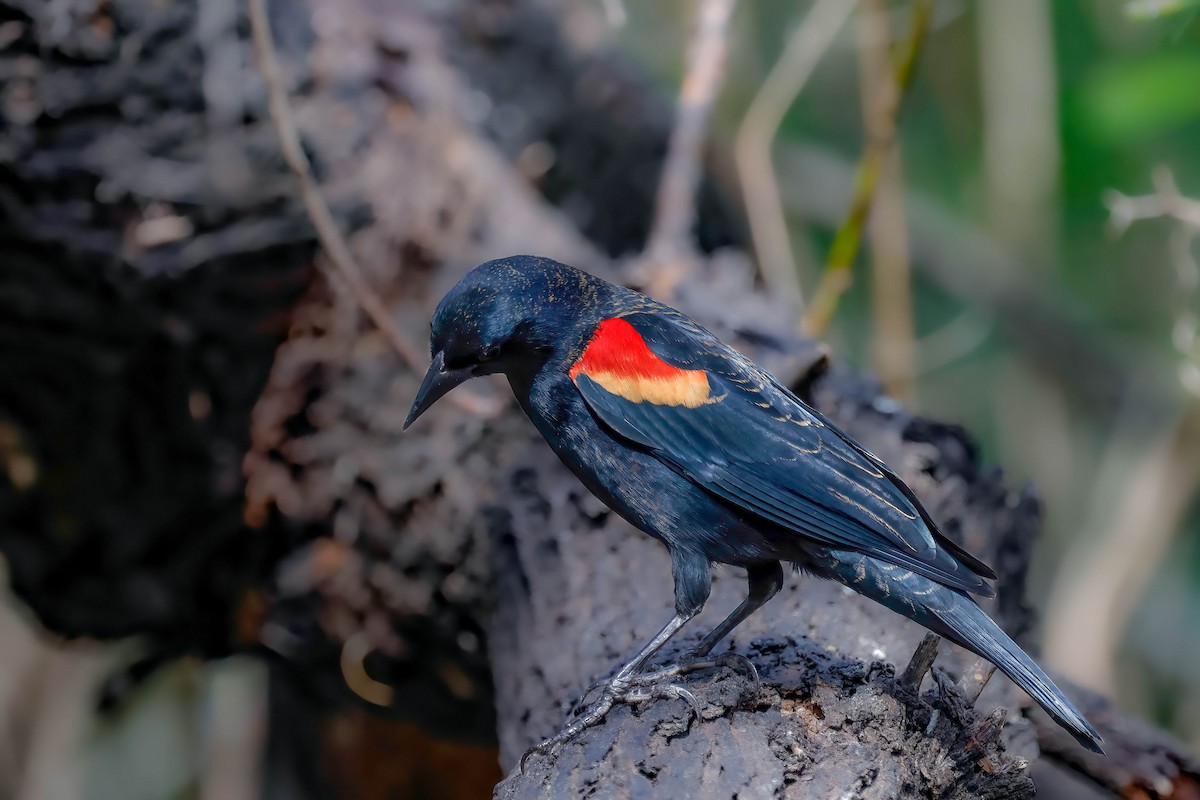 Red-winged Blackbird (Red-winged) - ML646815002