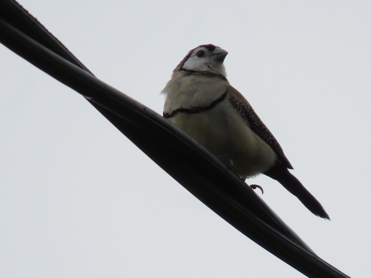 Double-barred Finch - ML646815007