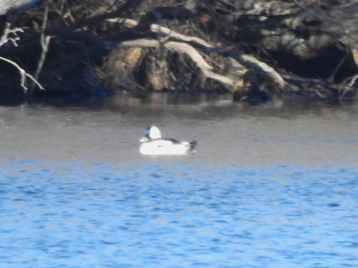 Bufflehead - ML646815014
